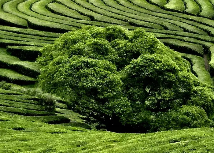 Quinta Da Espadana * Povoacao (Sao Miguel)