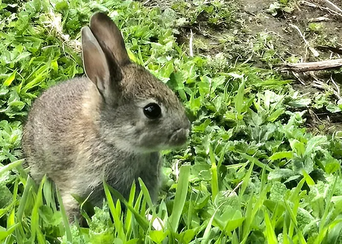 Quinta Da Espadana *